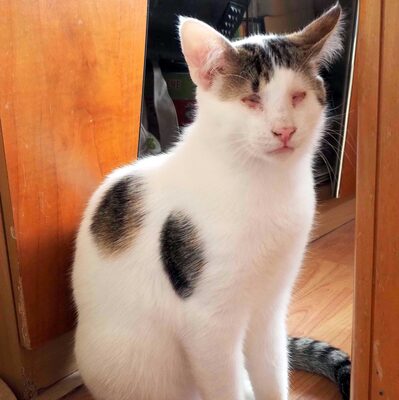 Kater Benny sucht sehnsüchtig seine Menschen, EKH - Kater