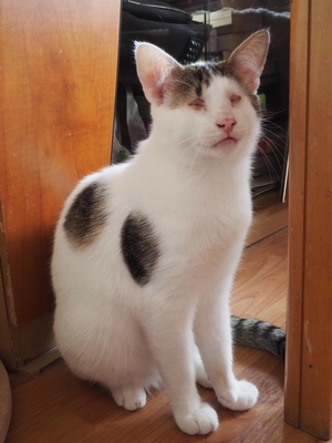 Kater Benny sucht sehnsüchtig seine Menschen, EKH - Kater