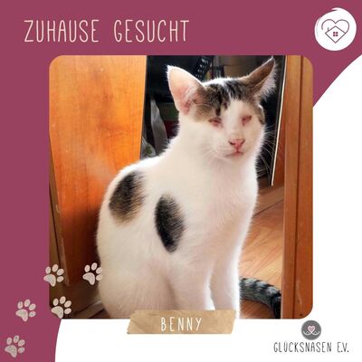 Kater Benny sucht sein liebevolles Zuhause, EKH - Kater