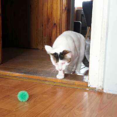 Kater Benny sucht sein liebevolles Zuhause, EKH - Kater