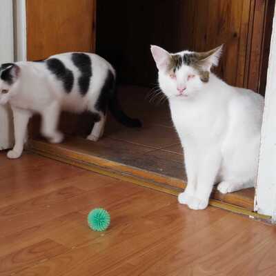 Kater Benny sucht seine Nadel im Heuhaufen, EKH - Kater