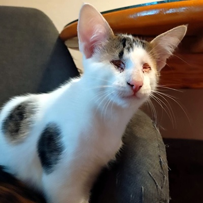 Kater Benny sucht seine Nadel im Heuhaufen, EKH - Kater