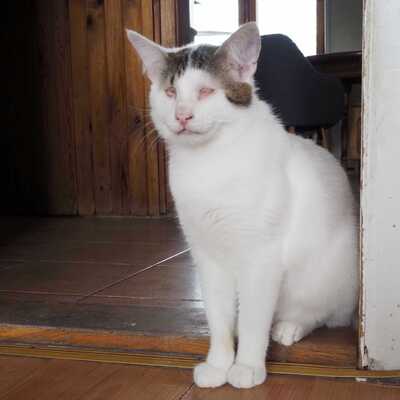 Kater Benny wünscht sich so sehr eine Familie, EKH - Katze