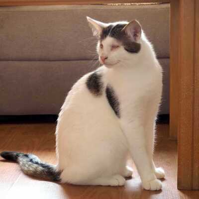 Kater Benny wünscht sich so sehr eine Familie, EKH - Katze