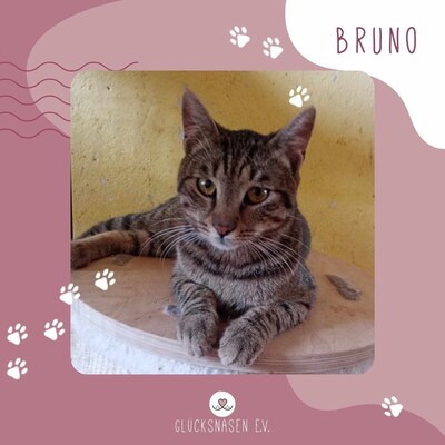 Kater Bruno möchte so gern reisen, EKH - Kater