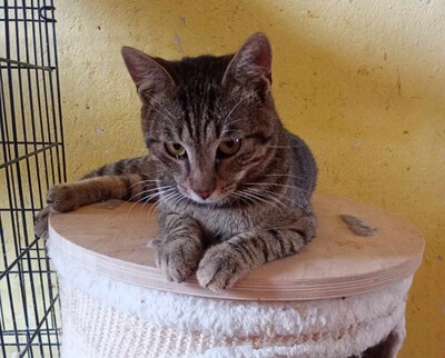 Kater Bruno sucht seine Familie, EKH - Kater