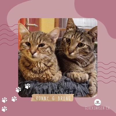 Kater Bruno und Ronny suchen ihr Körbchen