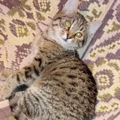 Kater Bruno und Ronny suchen ihr Körbchen, EKH - Kater