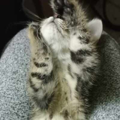 Kater Bruno und Ronny suchen ihr Körbchen, EKH - Kater