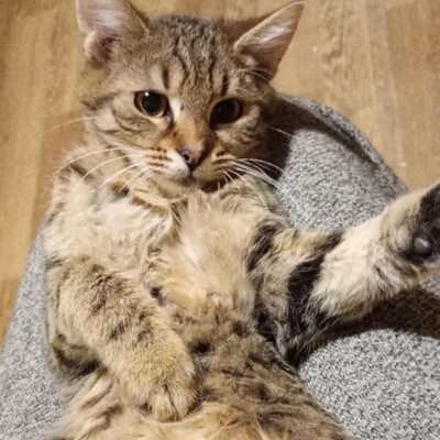 Kater Bruno und Ronny suchen ihr Körbchen, EKH - Kater