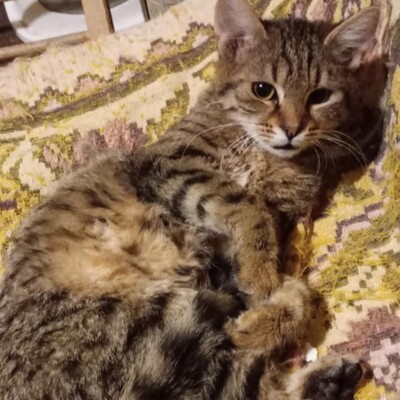 Kater Bruno und Ronny suchen ihr Körbchen, EKH - Kater