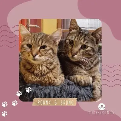 Kater Bruno und Ronny suchen ihre Menschen, EKH - Kater