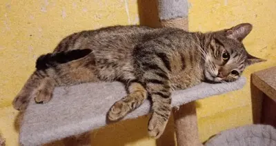Kater Bruno und Ronny suchen ihre Menschen, EKH - Kater