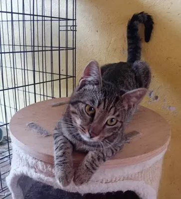 Kater Bruno und Ronny suchen ihre Menschen, EKH - Kater