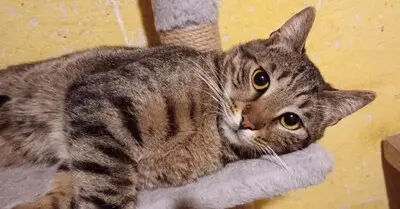 Kater Bruno und Ronny suchen ihre Menschen, EKH - Kater