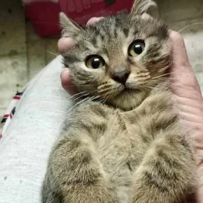 Kater Bruno und Ronny suchen ihre Menschen, EKH - Kater