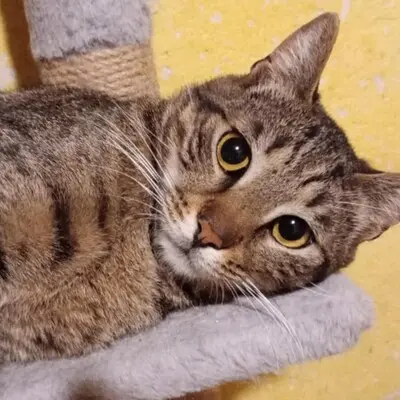 Kater Bruno und Ronny suchen ihre Menschen, EKH - Kater