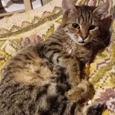 Kater Bruno und Ronny suchen ihre Menschen, EKH - Kater