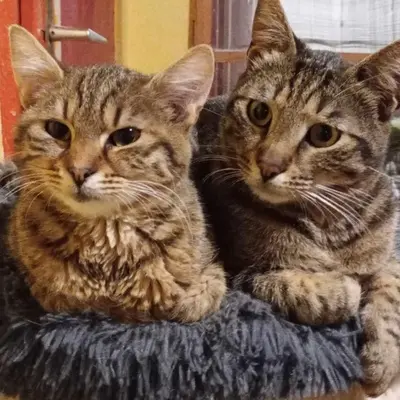 Kater Bruno und Ronny suchen ihre Menschen, EKH - Kater