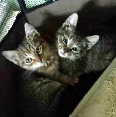 Kater Bruno wartet auf seine eigene Familie, EKH - Kater