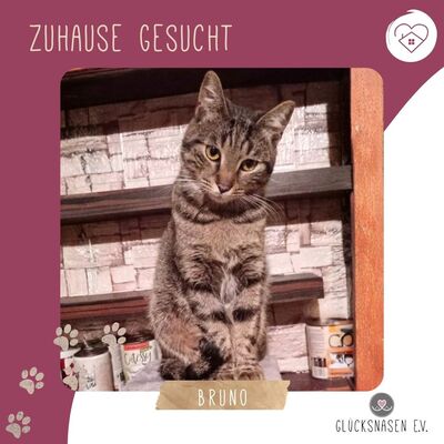 Kater Bruno wartet sehnsüchtig auf sein Körbchen, EKH - Kater
