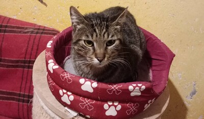 Kater Bruno wartet sehnsüchtig auf sein Körbchen, EKH - Kater