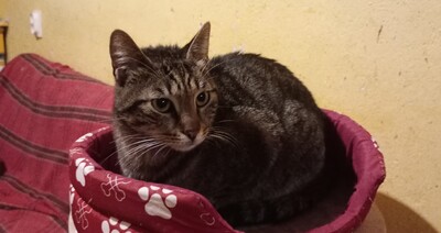 Kater Bruno wartet sehnsüchtig auf sein Körbchen, EKH - Kater
