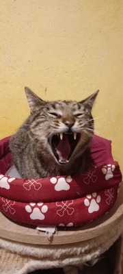 Kater Bruno wartet sehnsüchtig auf sein Körbchen, EKH - Kater