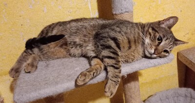 Kater Bruno wartet sehnsüchtig auf sein Körbchen, EKH - Kater