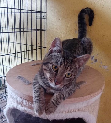 Kater Bruno wartet sehnsüchtig auf sein Körbchen, EKH - Kater