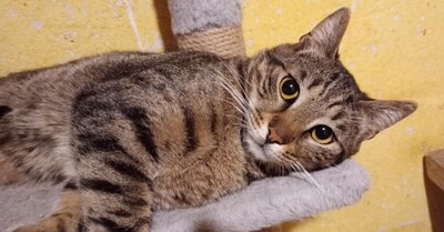 Kater Bruno wartet sehnsüchtig auf sein Körbchen, EKH - Kater