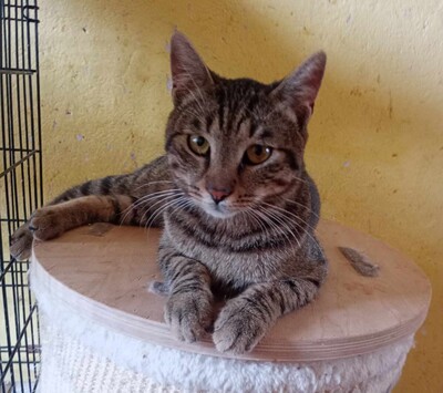 Kater Bruno wartet sehnsüchtig auf sein Körbchen, EKH - Kater
