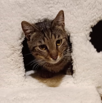 Kater Bruno wartet sehnsüchtig auf sein Körbchen, EKH - Kater