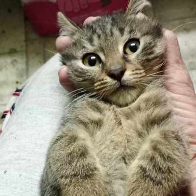 Kater Bruno wartet sehnsüchtig auf sein Körbchen, EKH - Kater