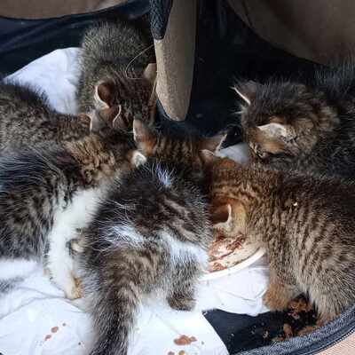Kater Bruno wartet sehnsüchtig auf sein Körbchen, EKH - Kater