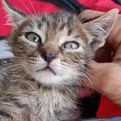 Kater Bruno wartet sehnsüchtig auf sein Körbchen, EKH - Kater