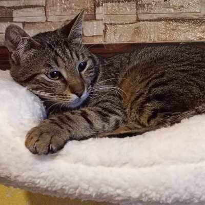 Kater Bruno wartet sehnsüchtig auf sein Körbchen, EKH - Kater