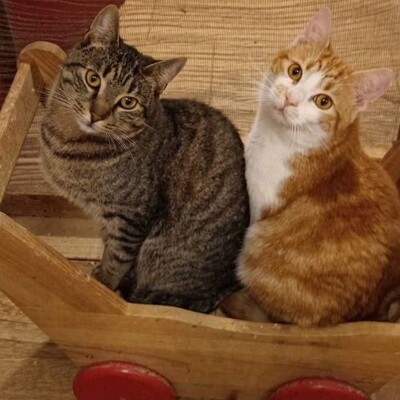 Kater Bruno wartet sehnsüchtig auf sein Körbchen, EKH - Kater