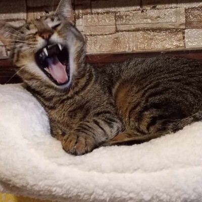 Kater Bruno wartet sehnsüchtig auf sein Körbchen, EKH - Kater