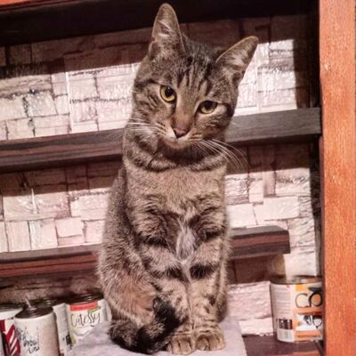 Kater Bruno wartet sehnsüchtig auf sein Körbchen, EKH - Kater