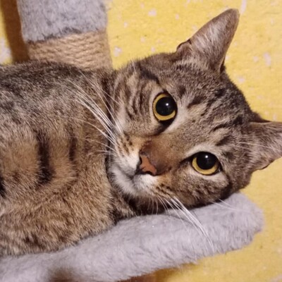Kater Bruno wartet sehnsüchtig auf sein Körbchen, EKH - Kater