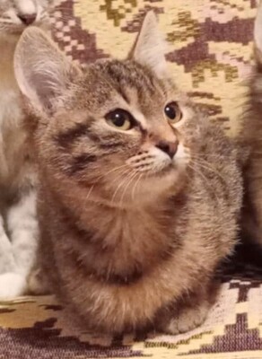 Kater Bruno wartet sehnsüchtig auf sein Körbchen, EKH - Kater
