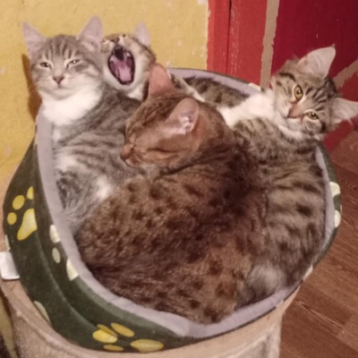Kater Bruno wartet sehnsüchtig auf sein Körbchen, EKH - Kater