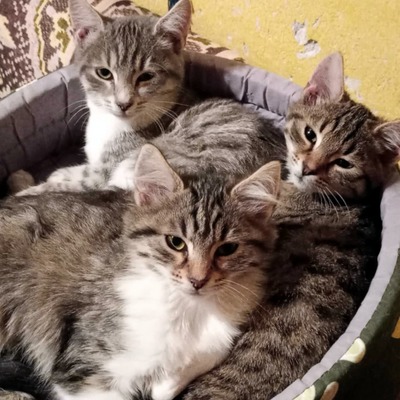 Kater Bruno wartet sehnsüchtig auf sein Körbchen, EKH - Kater