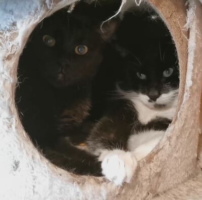 Kater Casimir sucht sein Körbchen, EKH - Kater