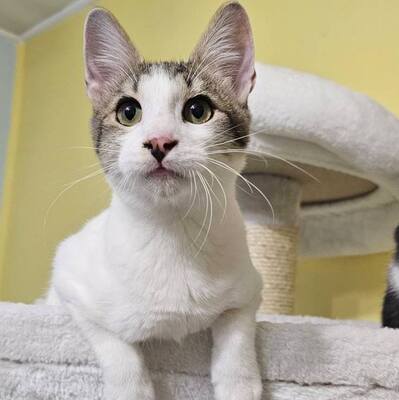 Kater Cosmo möchte Dein Welt erobern, EKH Jungtier - Kater