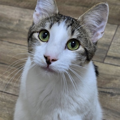 Kater Cosmo sucht sein Personal, EKH Jungtier - Kater