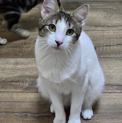 Kater Cosmo sucht sein Personal, EKH Jungtier - Kater