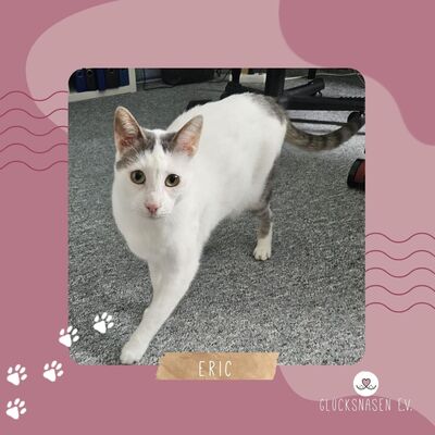 Kater Eric sucht dringend ein neues Körbchen, EKH - Kater