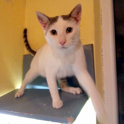 Kater Eric sucht dringend ein neues Körbchen, EKH - Kater